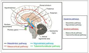 Reward system brain structures process pleasurable experiences